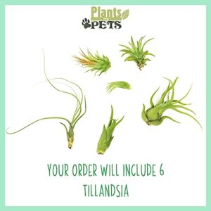 Tillandsia Air Plants Live Indoor Plants (6PK), Airplants Variety Live Plant Kit, Tropical Plants Live Houseplants, Air Plant Live Succulents Plants Live Plants Indoor House Plants by Plants for Pets