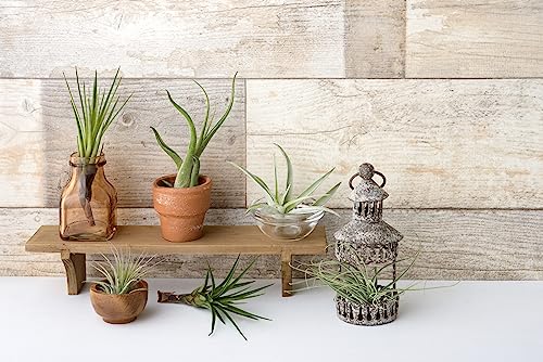 Tillandsia Air Plants Live Indoor Plants (6PK), Airplants Variety Live Plant Kit, Tropical Plants Live Houseplants, Air Plant Live Succulents Plants Live Plants Indoor House Plants by Plants for Pets