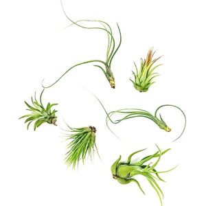 Tillandsia Air Plants Live Indoor Plants (6PK), Airplants Variety Live Plant Kit, Tropical Plants Live Houseplants, Air Plant Live Succulents Plants Live Plants Indoor House Plants by Plants for Pets