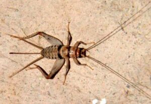 bassett's cricket ranch 500 small (1/4") live banded crickets