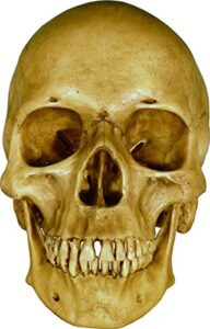 nose desserts life size model human skull replica aged earth-brown relic - medical anatomy reproduction brand