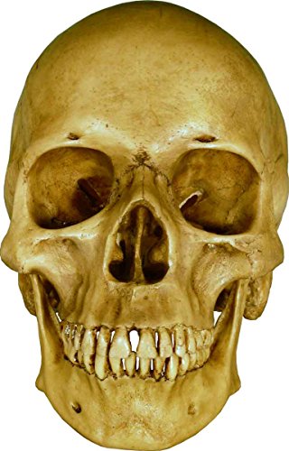 Nose Desserts Life Size Model Human Skull Replica Aged Earth-Brown Relic - Medical Anatomy Reproduction Brand