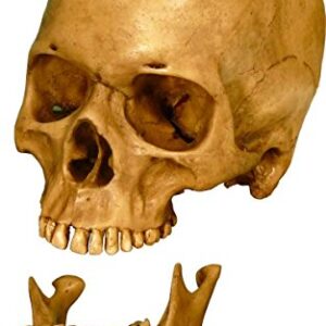Nose Desserts Life Size Model Human Skull Replica Aged Earth-Brown Relic - Medical Anatomy Reproduction Brand
