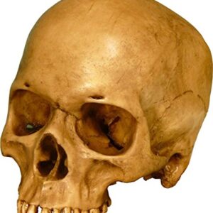 Nose Desserts Life Size Model Human Skull Replica Aged Earth-Brown Relic - Medical Anatomy Reproduction Brand