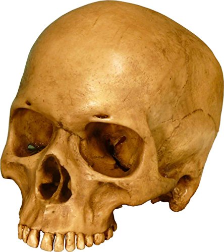 Nose Desserts Life Size Model Human Skull Replica Aged Earth-Brown Relic - Medical Anatomy Reproduction Brand