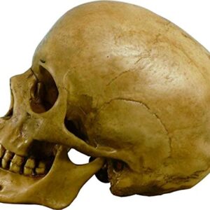 Nose Desserts Life Size Model Human Skull Replica Aged Earth-Brown Relic - Medical Anatomy Reproduction Brand