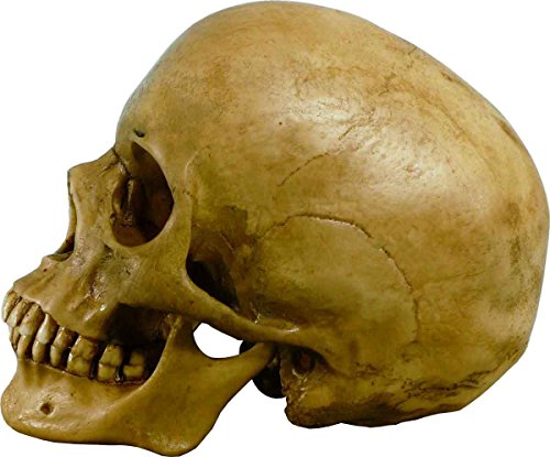 Nose Desserts Life Size Model Human Skull Replica Aged Earth-Brown Relic - Medical Anatomy Reproduction Brand