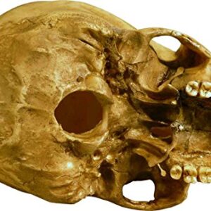 Nose Desserts Life Size Model Human Skull Replica Aged Earth-Brown Relic - Medical Anatomy Reproduction Brand