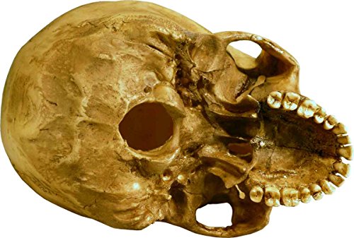 Nose Desserts Life Size Model Human Skull Replica Aged Earth-Brown Relic - Medical Anatomy Reproduction Brand