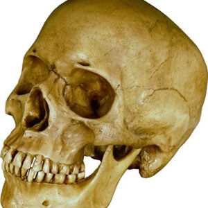 Nose Desserts Life Size Model Human Skull Replica Aged Earth-Brown Relic - Medical Anatomy Reproduction Brand