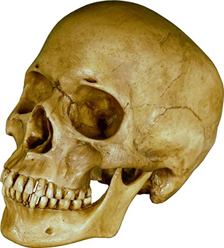 Nose Desserts Life Size Model Human Skull Replica Aged Earth-Brown Relic - Medical Anatomy Reproduction Brand