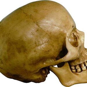 Nose Desserts Life Size Model Human Skull Replica Aged Earth-Brown Relic - Medical Anatomy Reproduction Brand