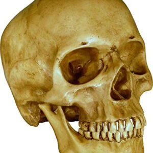 Nose Desserts Life Size Model Human Skull Replica Aged Earth-Brown Relic - Medical Anatomy Reproduction Brand