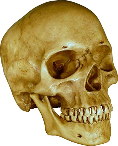 Nose Desserts Life Size Model Human Skull Replica Aged Earth-Brown Relic - Medical Anatomy Reproduction Brand