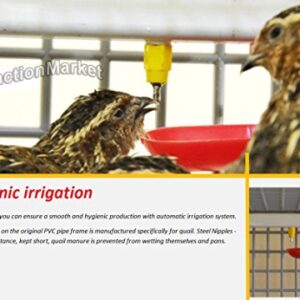 Quail Cage Two Compartment, The Patented Design, First in The World, Professional Quail Egg cage