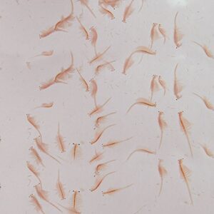 carolina biological supply company brine shrimp (artemia), live adult, ideal for food