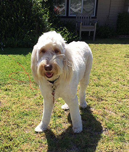 20ft Dog Tie Out Cable for Dogs, 16" Chrome Plated Anti Rust Stake, Great for Camping or The Garden, Suitable for Harness, Leash & Chain Attachments