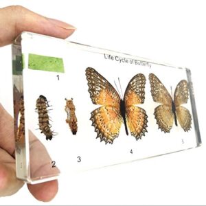 Lifecycle of a Butterfly Paperweights Science Classroom Specimens for Science Education