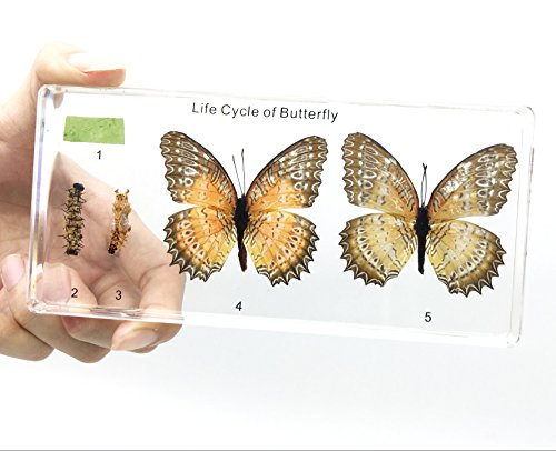 Lifecycle of a Butterfly Paperweights Science Classroom Specimens for Science Education