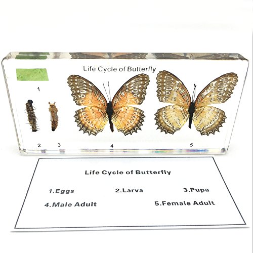 Lifecycle of a Butterfly Paperweights Science Classroom Specimens for Science Education