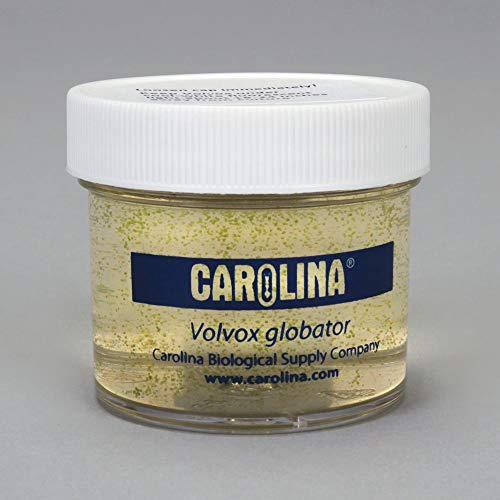 Volvox globator, Living, 2-oz Jar