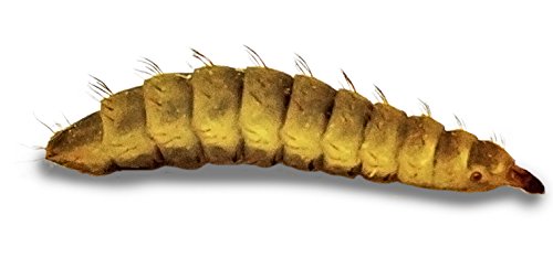 Josh's Frogs Black Soldier Fly Larvae (50 Count - Extra Small)