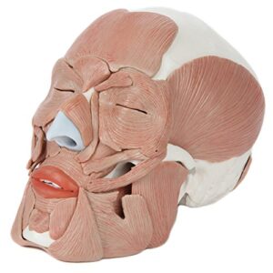 axis scientific 3-part painted skull model with facial musculature – life size anatomical skull model with 36 removable parts