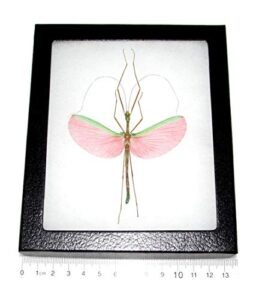 bicbugs marmessoidea rosea real framed stick bug pink walking stick insect specimen