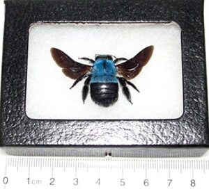 bicbugs xylocopa caerulea real framed bumblebee blue carpenter bee indonesia