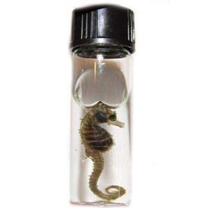bicbugs wet specimen real seahorse seadragon preserved in vial