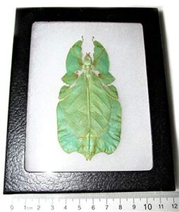 bicbugs phyllium pulchrifolium real framed walking leaf stick bug green female