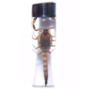 bicbugs wet specimen real gold scorpion preserved in vial tall vial