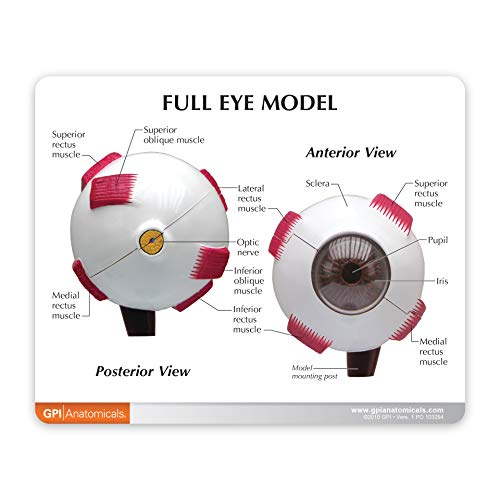 GPI Anatomicals - Full Eye Model | Human Body Anatomy Replica of Normal Eye for Doctors Office Educational Tool