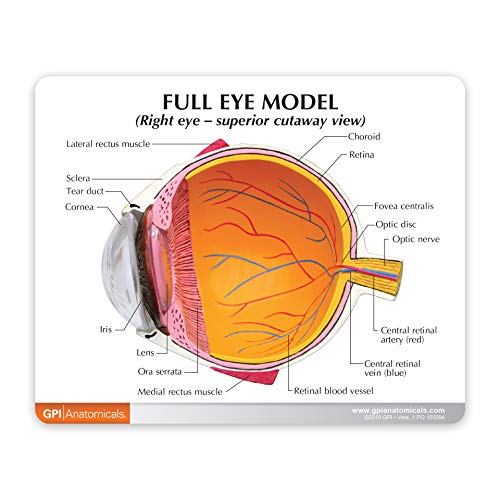 GPI Anatomicals - Full Eye Model | Human Body Anatomy Replica of Normal Eye for Doctors Office Educational Tool