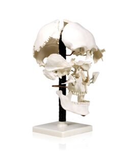 vision scientific val250 life size beauchene model | “exploded” to show how bones fit together | disarticulated, mounted on wire to retain spatial relationship | med. studies | w identification key