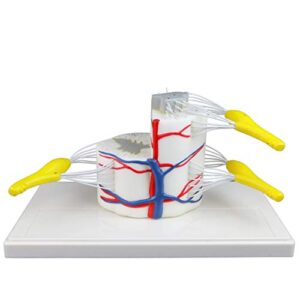 vision scientific vav260 medical vertebral & partial spinal cord|5x life size|longitudinally&cross section showing grey&white matter|nerve branches|spinal ganglion & blood vessels |instruction manual