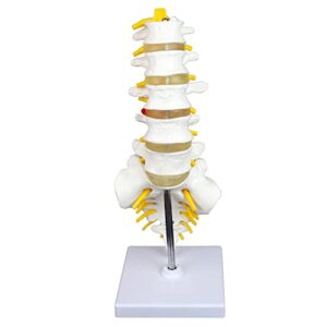 vision scientific vav262 medical grade, articulated lumbar spinal column | features 5 lumbar/vertebrae with intervertebral discs, lumbar nerves and spinal cord | instruction manual