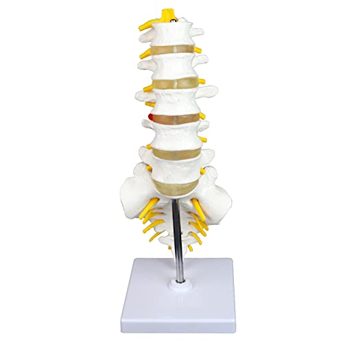 Vision Scientific VAV262 Medical Grade, Articulated Lumbar Spinal Column | Features 5 Lumbar/Vertebrae with Intervertebral Discs, Lumbar Nerves and Spinal Cord | Instruction Manual