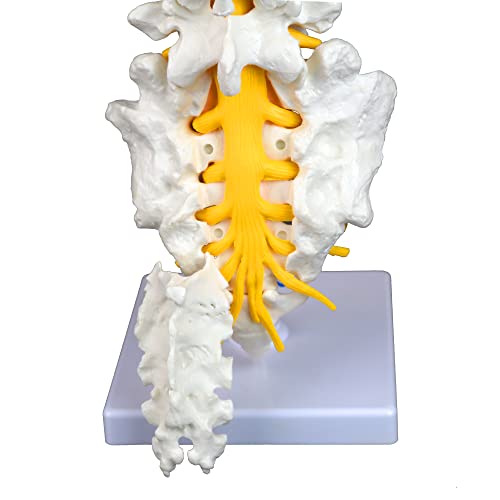 Vision Scientific VAV262 Medical Grade, Articulated Lumbar Spinal Column | Features 5 Lumbar/Vertebrae with Intervertebral Discs, Lumbar Nerves and Spinal Cord | Instruction Manual