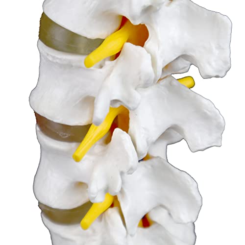 Vision Scientific VAV262 Medical Grade, Articulated Lumbar Spinal Column | Features 5 Lumbar/Vertebrae with Intervertebral Discs, Lumbar Nerves and Spinal Cord | Instruction Manual