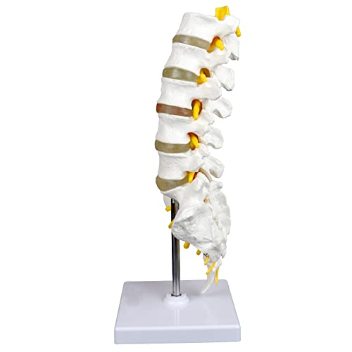 Vision Scientific VAV262 Medical Grade, Articulated Lumbar Spinal Column | Features 5 Lumbar/Vertebrae with Intervertebral Discs, Lumbar Nerves and Spinal Cord | Instruction Manual