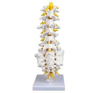 Vision Scientific VAV262 Medical Grade, Articulated Lumbar Spinal Column | Features 5 Lumbar/Vertebrae with Intervertebral Discs, Lumbar Nerves and Spinal Cord | Instruction Manual