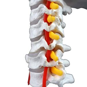 Vision Scientific VAV261 Cervical Spine with Nerves & Arteries | Life-Size, Articulated | 7 Cervical Vertebrae, Intervertebral Discs | Occipital Bone, Spinal Cord | Instruction Manual