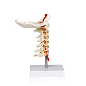 Vision Scientific VAV261 Cervical Spine with Nerves & Arteries | Life-Size, Articulated | 7 Cervical Vertebrae, Intervertebral Discs | Occipital Bone, Spinal Cord | Instruction Manual