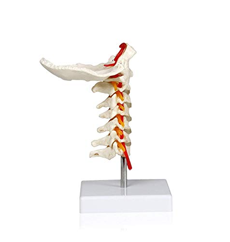 Vision Scientific VAV261 Cervical Spine with Nerves & Arteries | Life-Size, Articulated | 7 Cervical Vertebrae, Intervertebral Discs | Occipital Bone, Spinal Cord | Instruction Manual