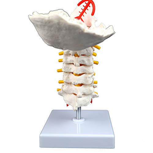 Vision Scientific VAV261 Cervical Spine with Nerves & Arteries | Life-Size, Articulated | 7 Cervical Vertebrae, Intervertebral Discs | Occipital Bone, Spinal Cord | Instruction Manual