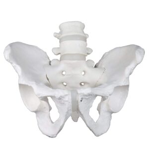 vision scientific vap270 life-size male pelvic with 4th & 5th lumbar vertebrae | intervertebral discs, sacrum and coccyx