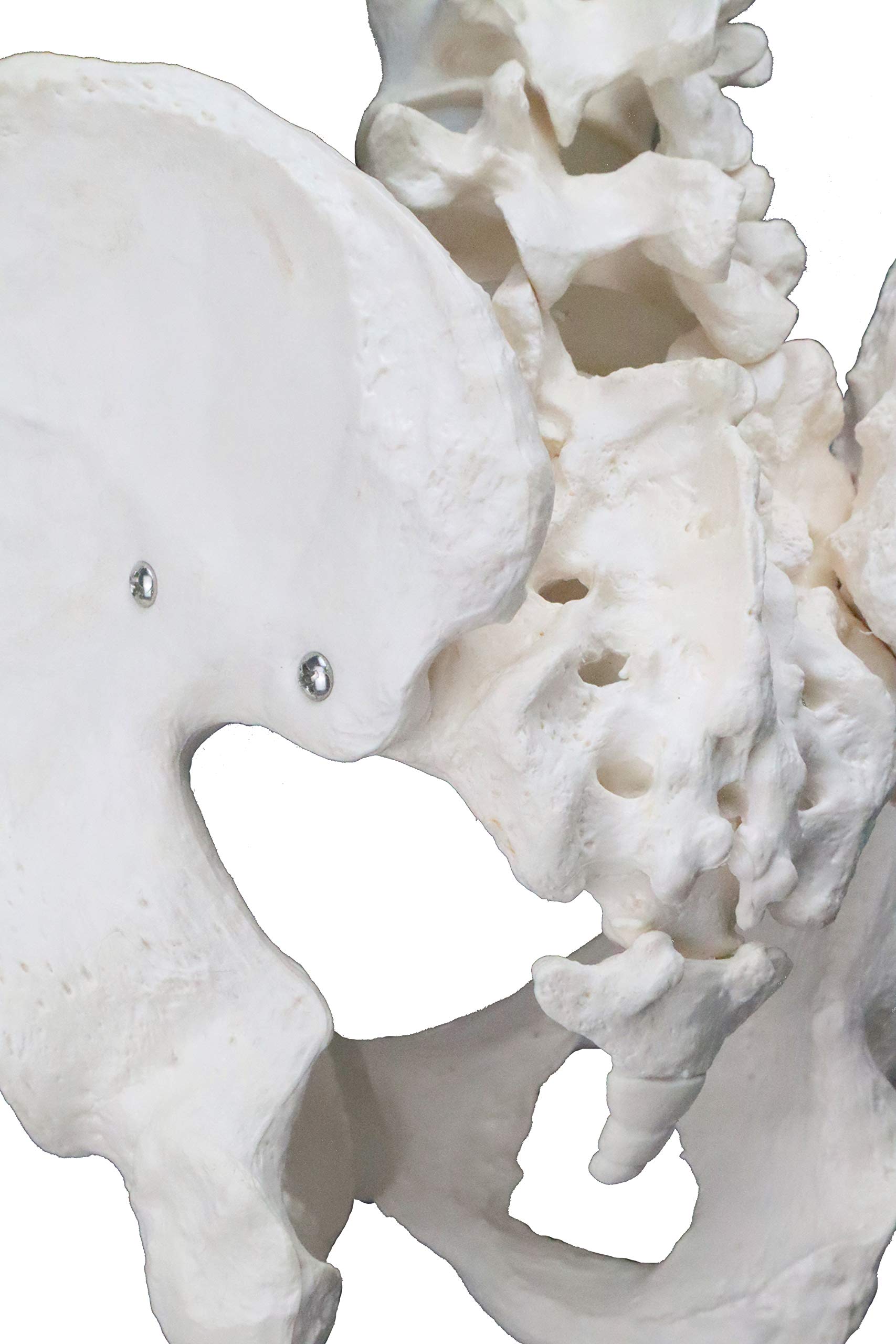 Vision Scientific VAP270 Life-Size Male Pelvic with 4th & 5th Lumbar Vertebrae | Intervertebral Discs, Sacrum and Coccyx