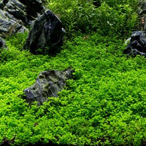 Aquarium Plants Factory Dwarf Baby Tears Tissue Culture Live Aquarium Plants