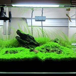 Aquarium Plants Factory Dwarf Baby Tears Tissue Culture Live Aquarium Plants